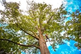 Leaf Removal in Hermann, MO